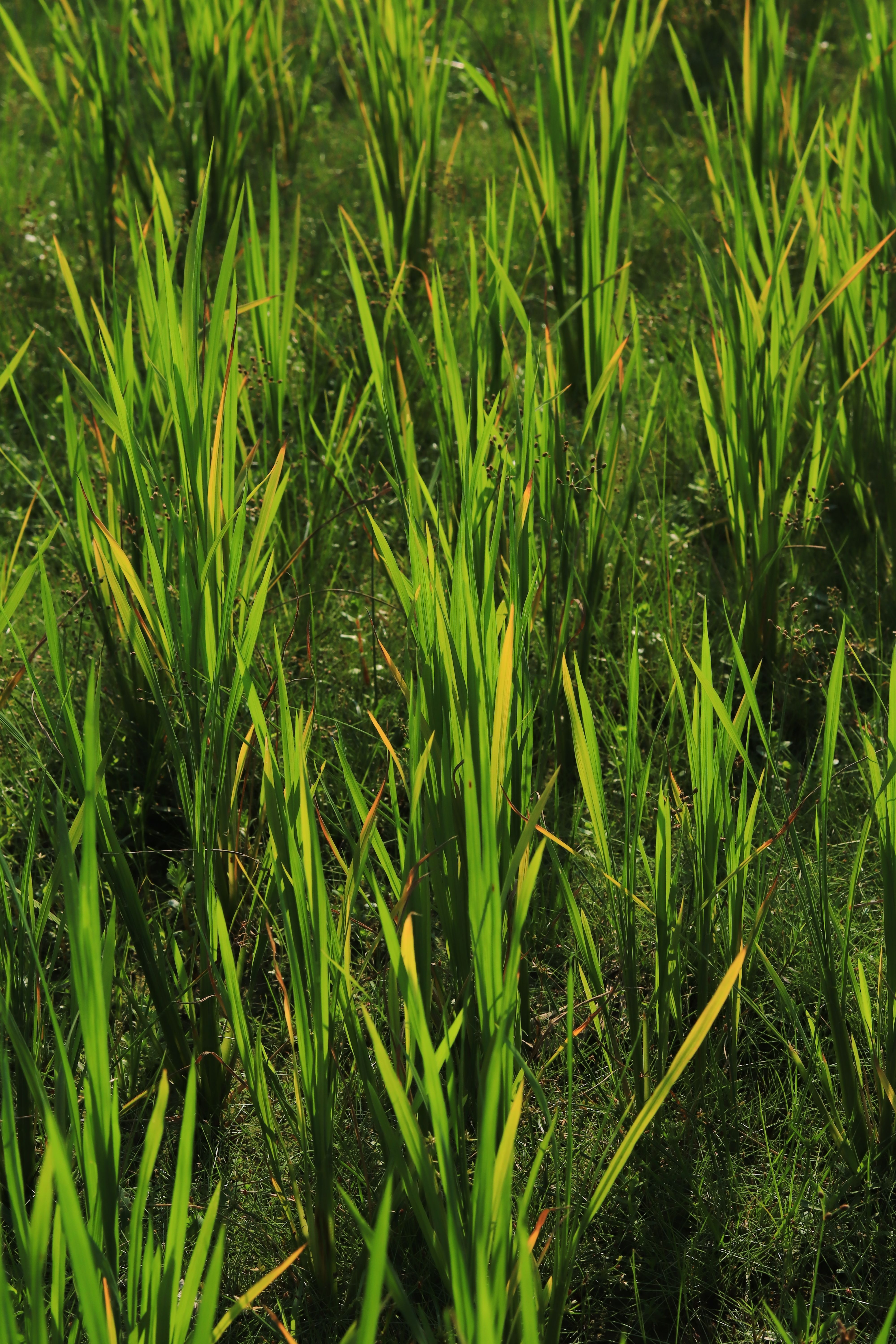 Paddy Rice Color Lush Green Rice Field in Sunlight · Free Stock Photo