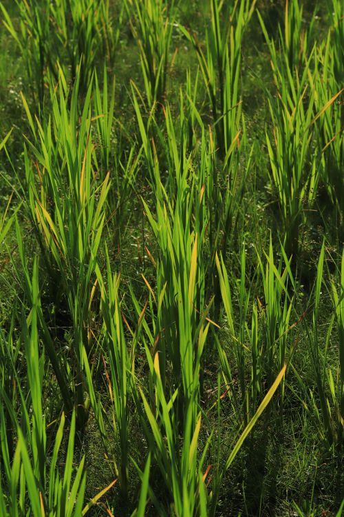 Free A vibrant rice field with tall green stalks in direct sunlight. Stock Photo