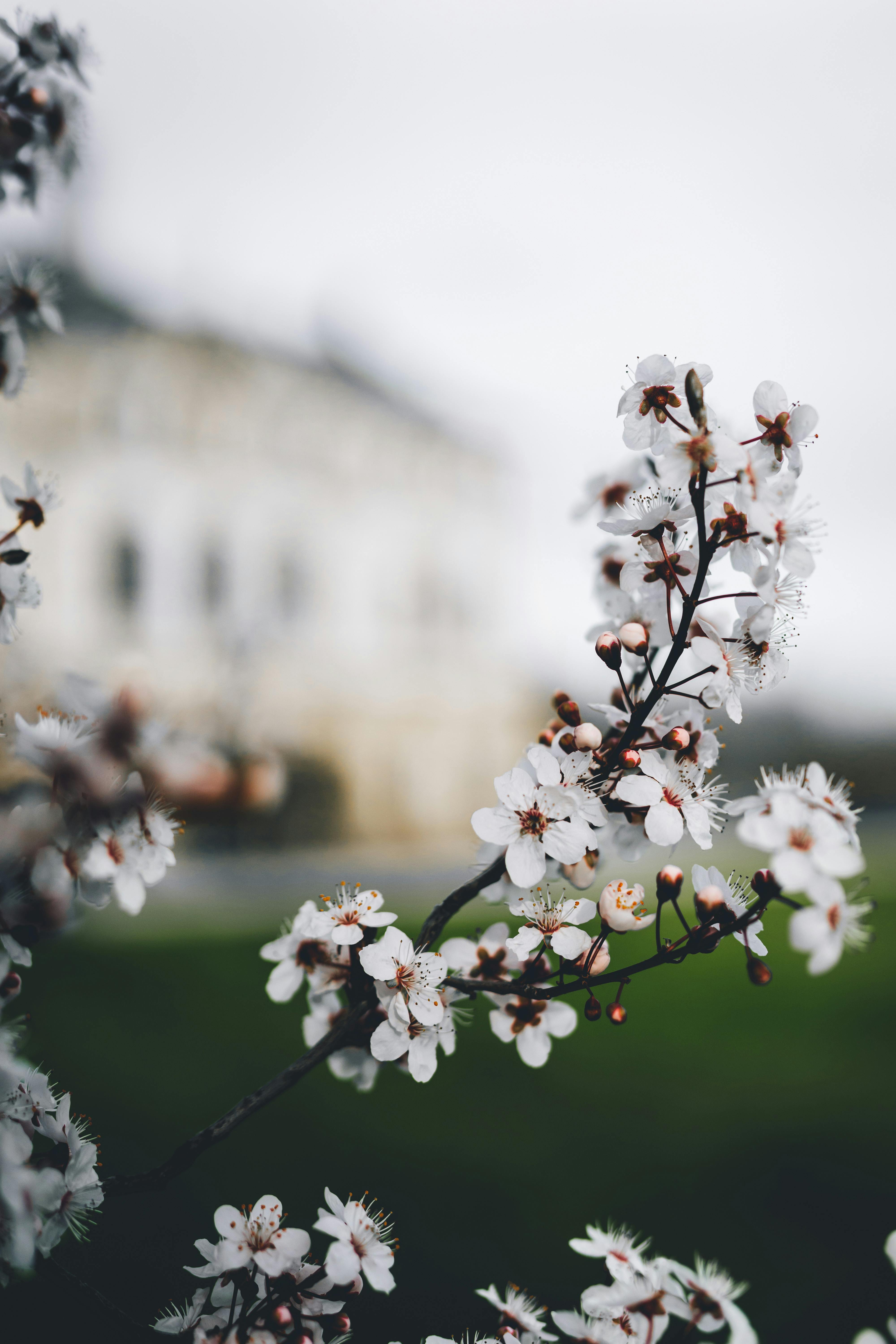 white cherry blossom in bloom