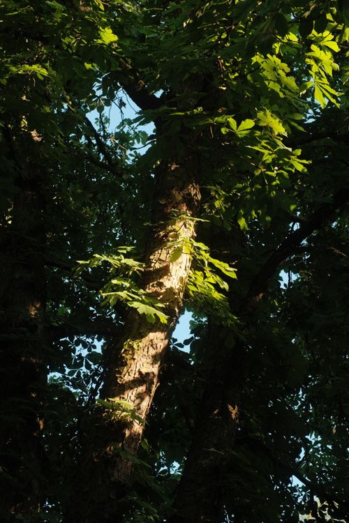Free A scenic view of sunlit tree branches in a lush forest capturing the essence of summer. Stock Photo