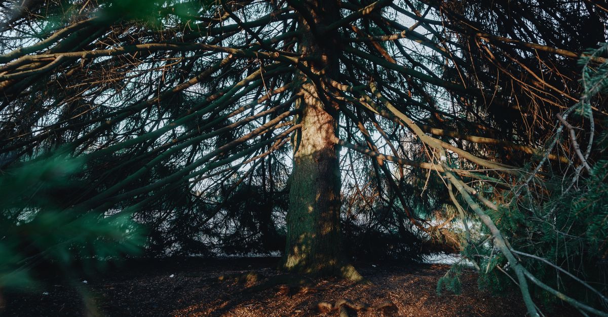 Photo Of A Big Tree Free Stock Photo photo-of-a-big-tree-free-stock-photo