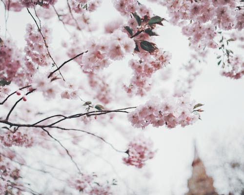 Pink Cherry Blossom Tree In Selective Focus Photography