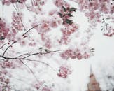 用软聚焦捕捉盛开的樱花，展现春天的精髓