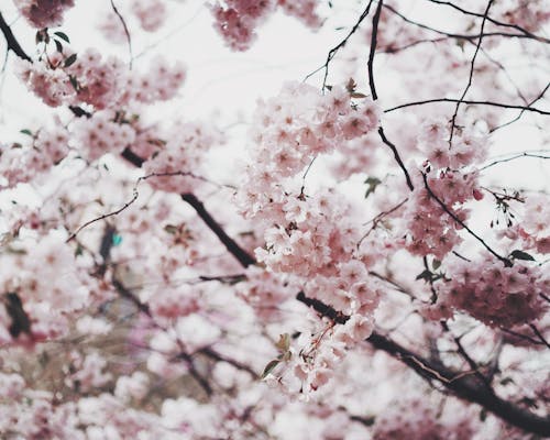 Pink Cherry Blossom · Free Stock Photo