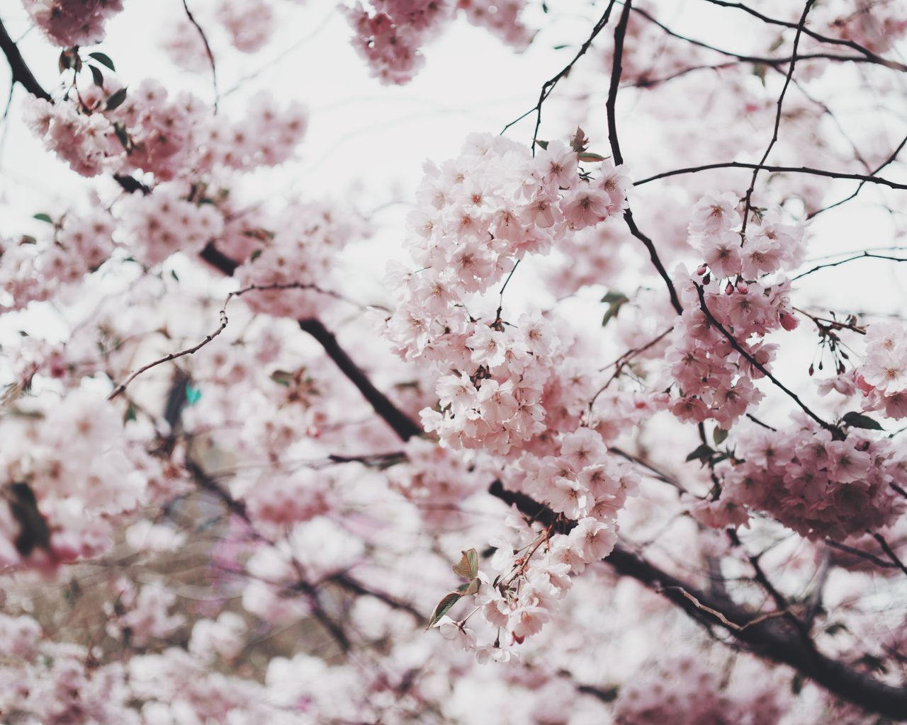 a stunning close up of pink cherry blossoms during spring showcasing t
