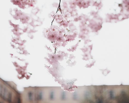 Безкоштовне стокове фото на тему «весна, відділення, дерево» стокове фото