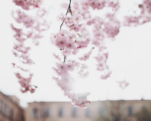 Gratis arkivbilde med årstid, blomst, blomster