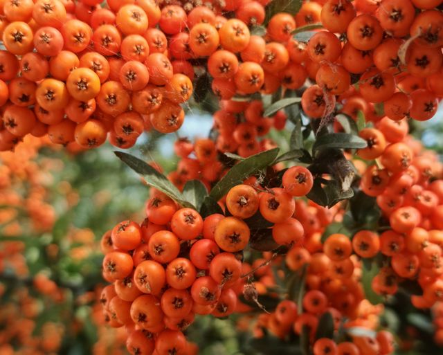 Close-up of orange pyracantha berries among green leaves.