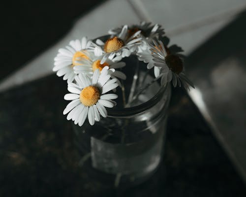 Foto d'estoc gratuïta de flora, florir, flors