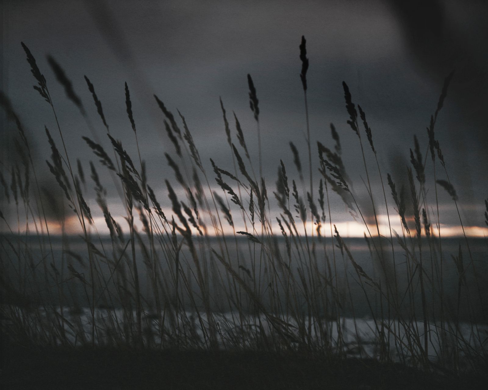 Silhouetted moor grasses against a muted dusk sky — photo by Viktor Mogilat on Pexels