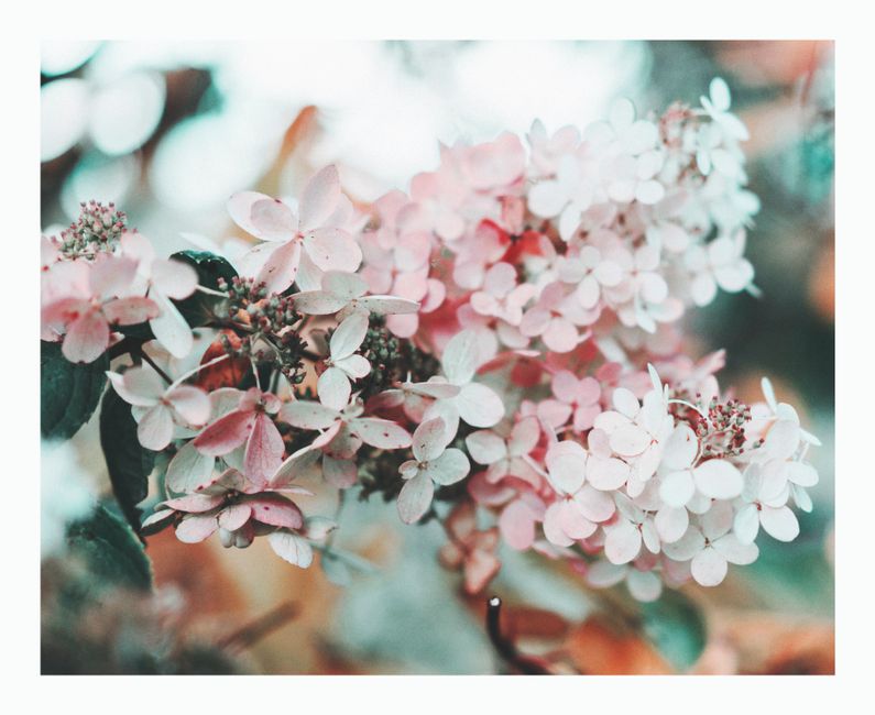 Close-up of pastel hydrangea flowers, capturing their delicate beauty and soft pink tones.