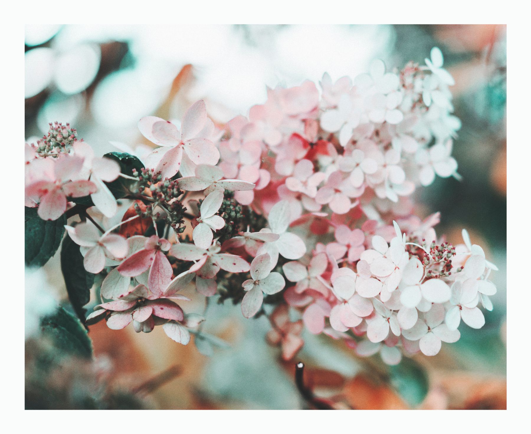 What to Cut on Old-Wood Hydrangeas — hydrangea pruning and care