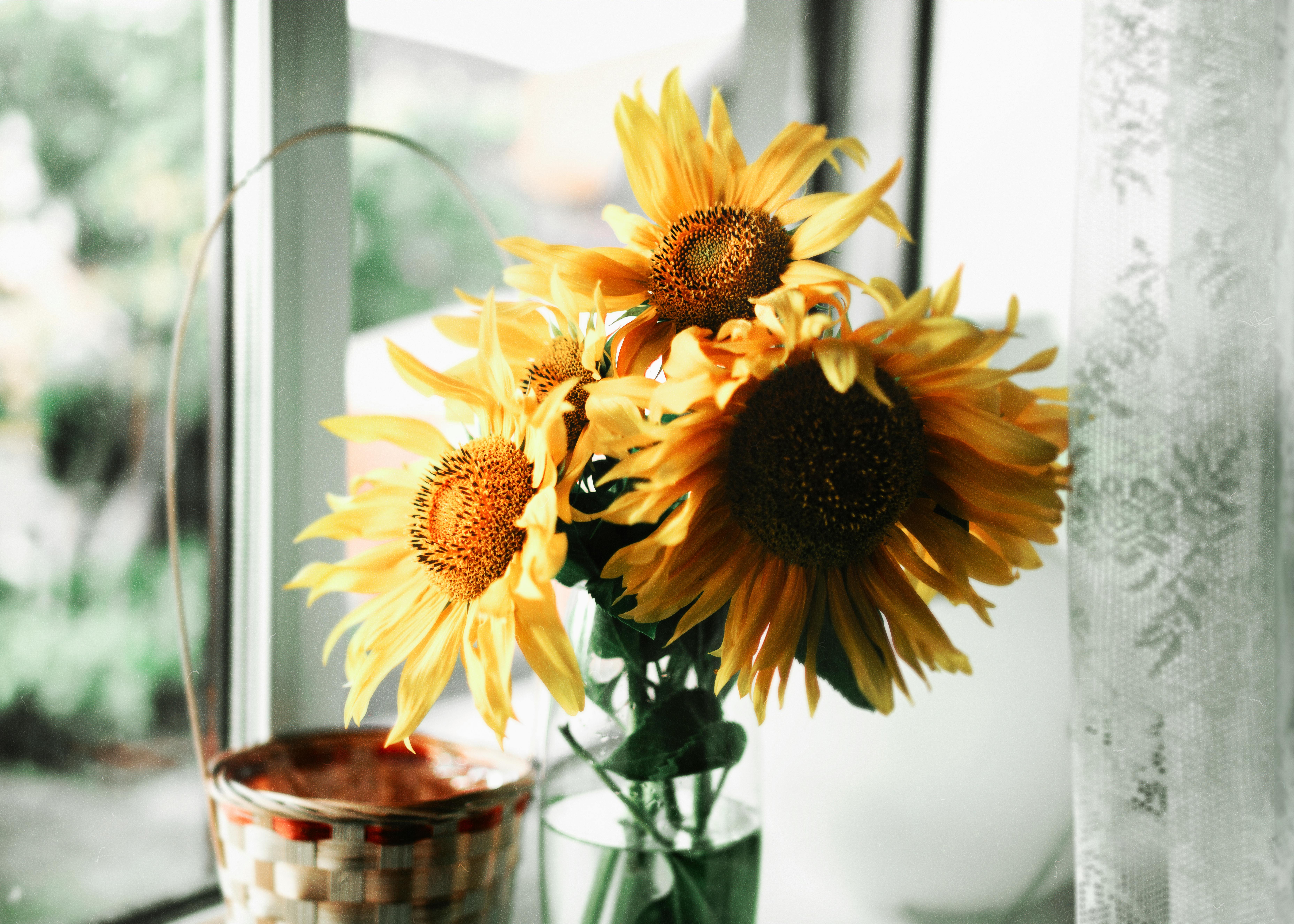 Bright sunflowers in a vase on a windowsill, indoors with natural light.