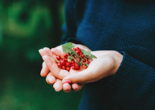 Free A person's hands gently holding fresh wild berries captured in a close-up setting. Stock Photo