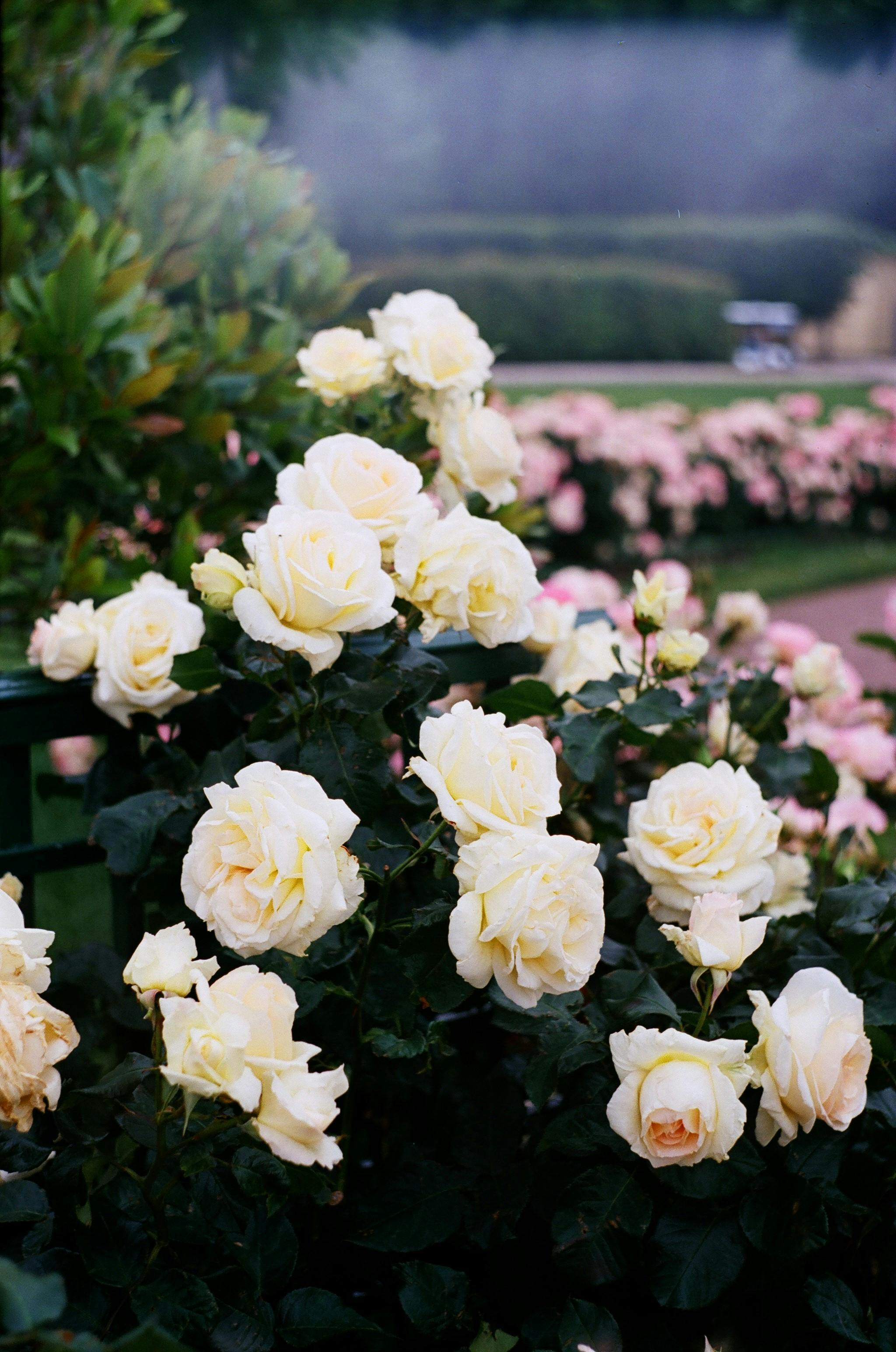 selective focus of garden roses