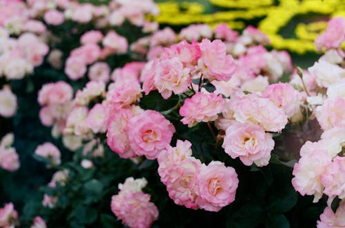 Gratis stockfoto met bloeien, bloeiend, bloem fotografie Stockfoto