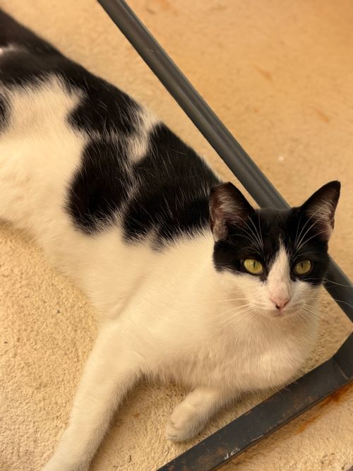 Free A calm black and white domestic cat lying comfortably on a beige carpet. Stock Photo