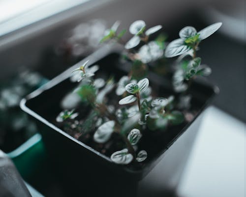 Green Plant on Black Pot