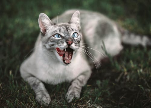 Free Cat On Green Grass Stock Photo