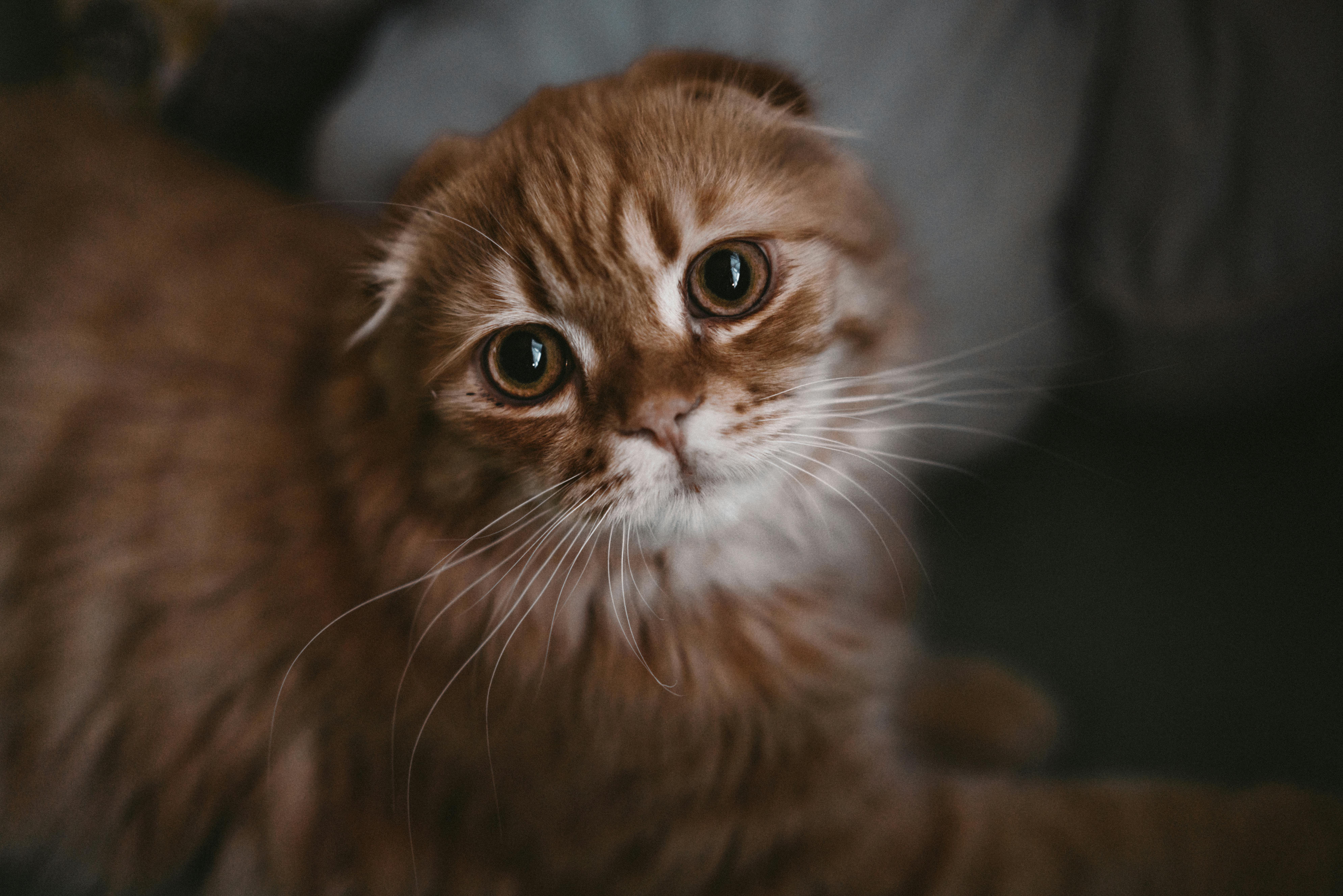 Orange Tabby Cat On Black Textile Free Stock Photo