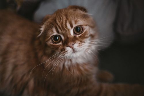 Free Charming portrait of a Scottish Fold kitten with bright eyes and soft fur indoors. Stock Photo