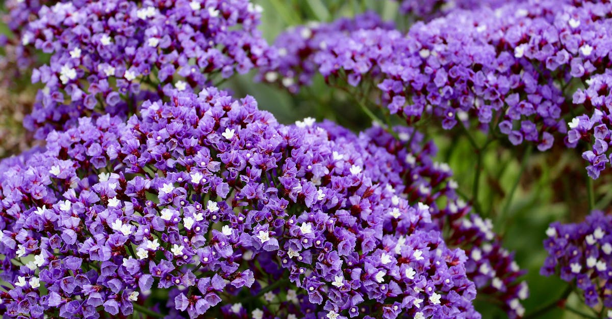 Free stock photo of flowers, purple flowers