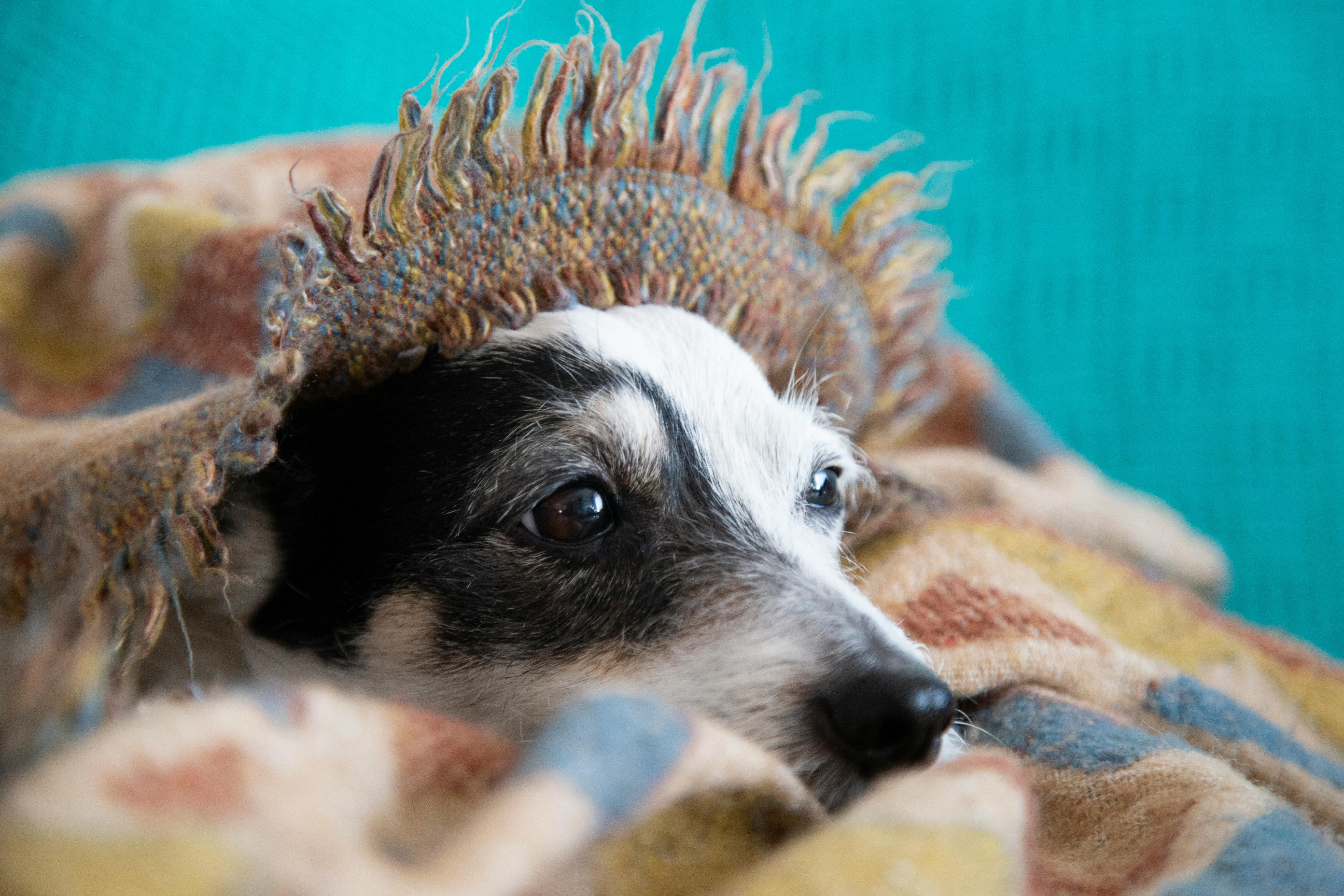 Dog Under A Blanket · Free Stock Photo