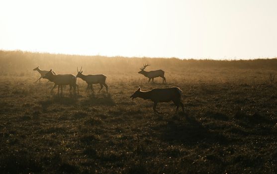 A herd of deer silhouetted against a glowing sunset in an open field, creating a serene scene.