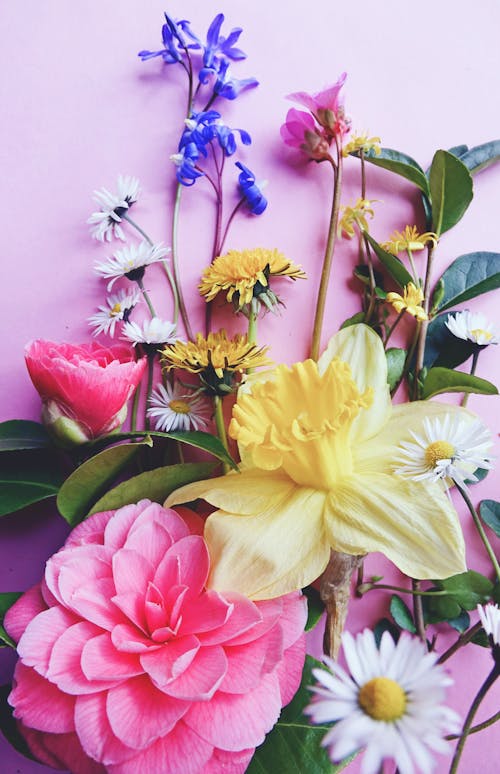 Free Colorful Flowers on Pink Surface Stock Photo