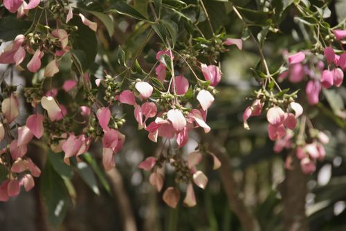Free Close-up of pink Bauhinia flowers in full bloom under natural sunlight. Stock Photo