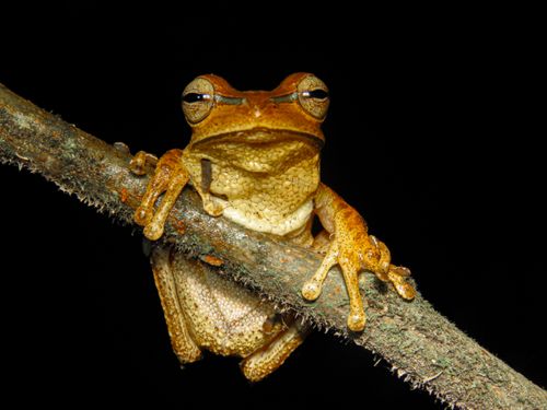 Free Detailed image of a brown frog on a branch against a black background. Stock Photo