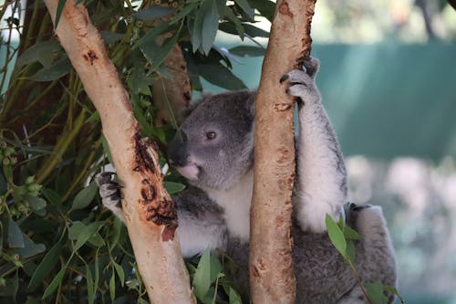 Koala Bear on Brown Tree Branch