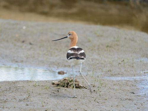 Free An American Avocet wades gracefully in a wetland area, captured in daylight. Stock Photo