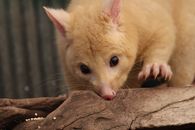 Charming close-up of a golden brushtail possum, showcasing its soft fur and curious expression.