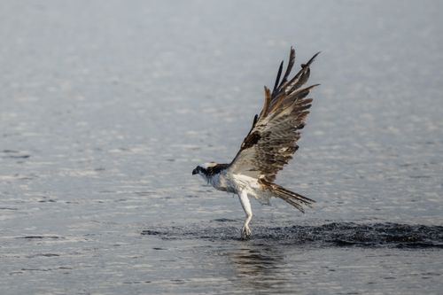 Free Osprey captures fish in mid-air, showcasing raw hunting prowess. Stock Photo