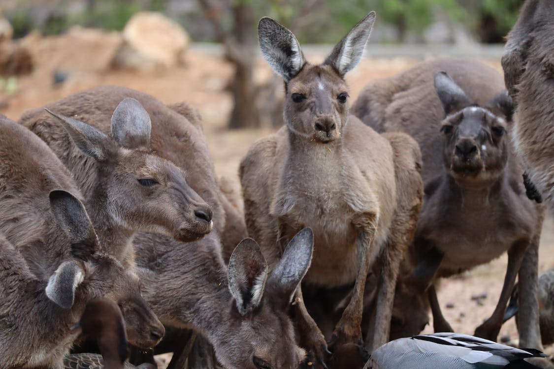 Free Herd of Kangaroo  Standing on Ground  Stock Photo