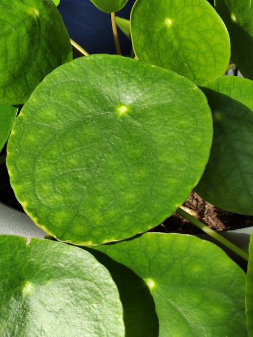 Základová fotografie zdarma na téma blad, pannenkoek