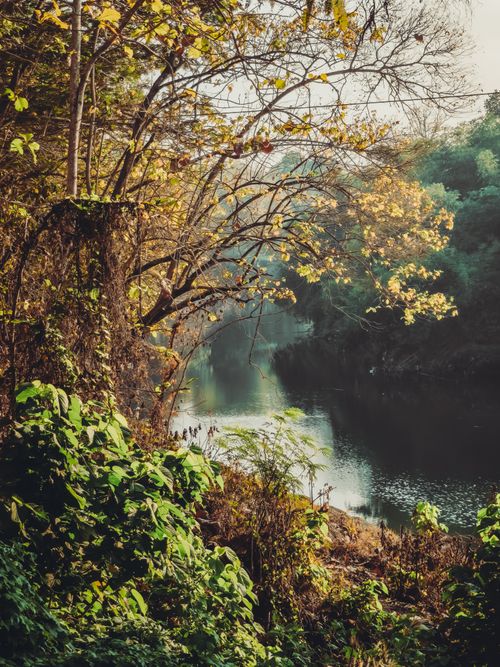 Free Tranquil river view framed by lush greenery and autumn leaves. Stock Photo