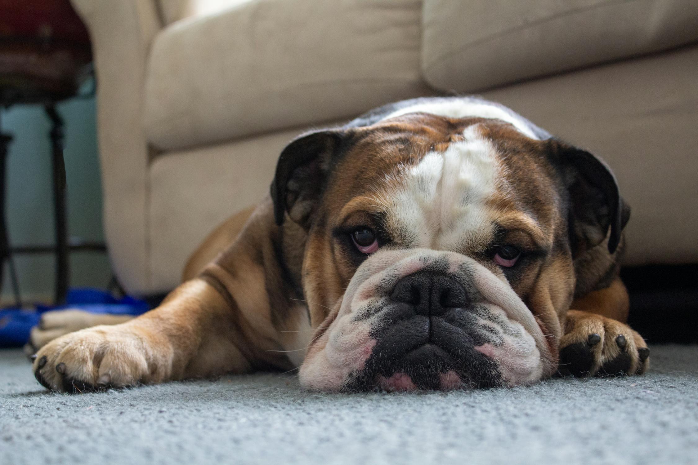 An English bulldog lies on the floor.