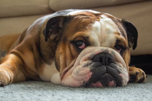Free stock photo of animal, cute, dog Stock Photo