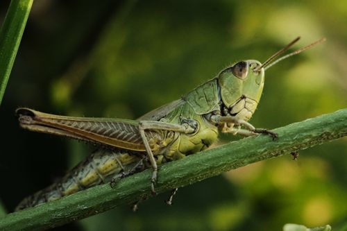 Free Detailed macro shot of a green grasshopper perched on a leaf, displaying its intricate features. Stock Photo