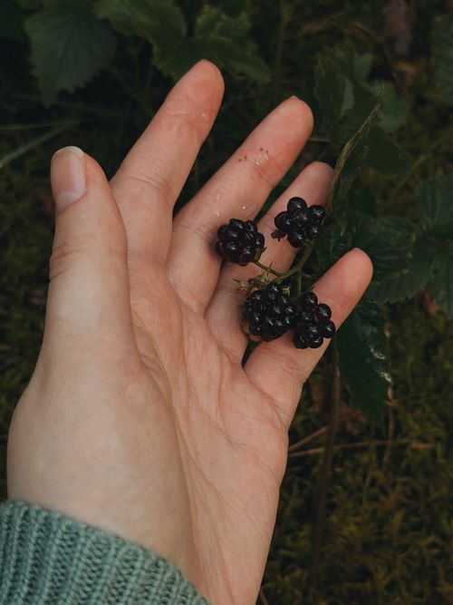 Free Close-up of a hand holding ripe blackberries outdoors, symbolizing harvest and nature. Stock Photo