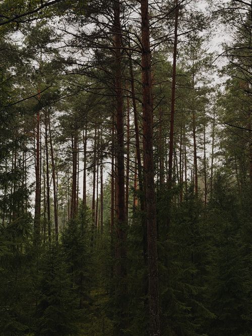 Free Captivating view of a pine forest capturing the essence of nature's tranquility. Stock Photo