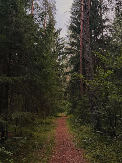 Free A tranquil path through a lush green forest, ideal for nature enthusiasts and hikers. Stock Photo