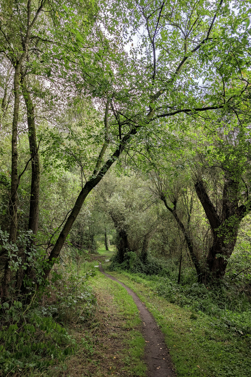 Free A serene forest trail lined with dense green foliage on a summer day. Stock Photo