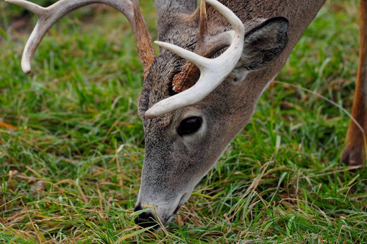 Gray Deer Eating Grass