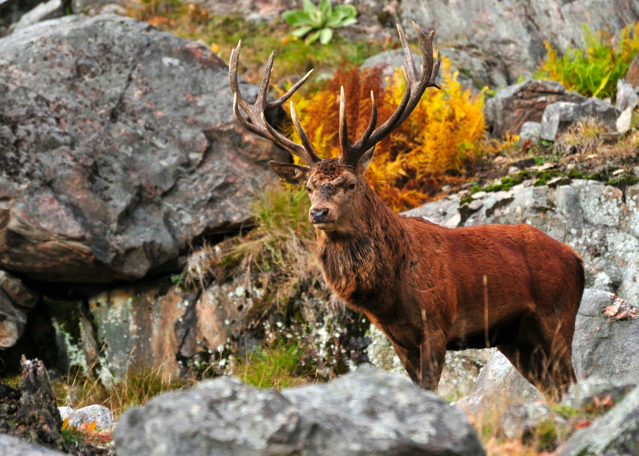 Free stock photo of antlers, deer, fur