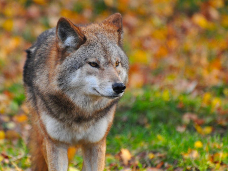 Is Mr. Wolf a furry?