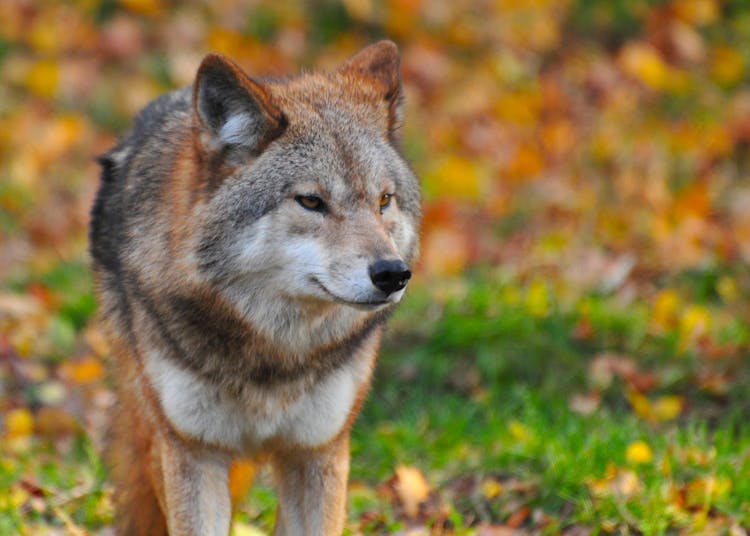 Red And Gray Wolf