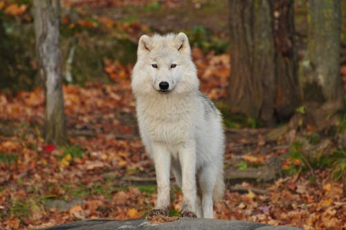 무료 흰색과 검은 색 늑대 스톡 사진